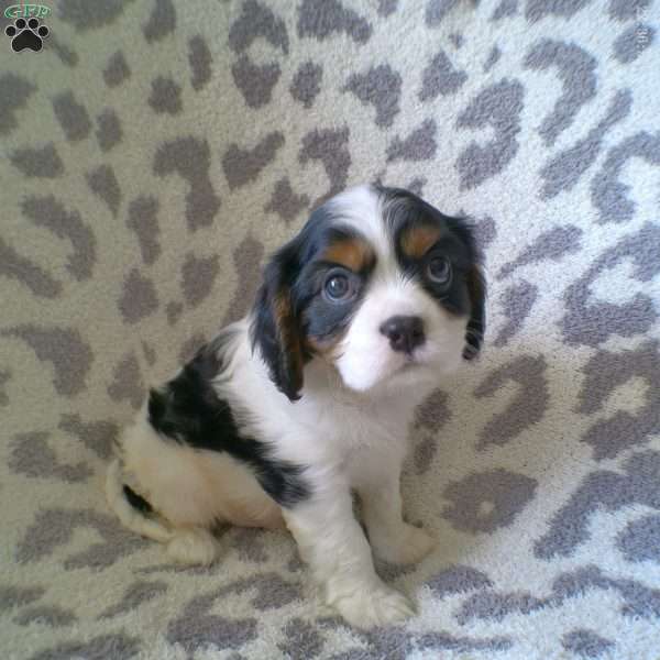 Donald, Cavalier King Charles Spaniel Puppy